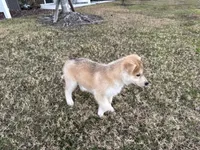 Cayenne, a male Siberian Husky for sale in Tampa, FL – Photo 3 of 3