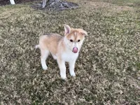 Cayenne, a male Siberian Husky for sale in Tampa, FL – Photo 2 of 3