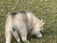 processed/c086be56-912b-4826-ae34-b0f18f6bf82f/listing/9952c9d1-f12f-4251-8140-ab3480017e79/0ae0faab-037e-4633-8d91-dc134afe3a2e