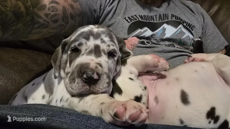 WHISKY – Great Dane puppy for sale in Estancia, NM