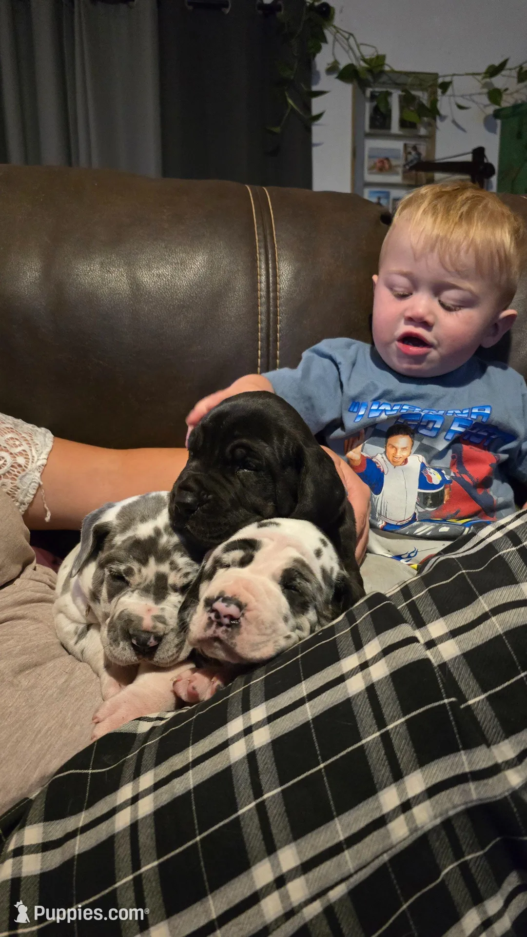 WHISKY, a female Great Dane for sale in Estancia, NM – Photo 2 of 3