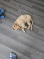 Bodie, a male Golden Retriever for sale in Carlsbad, CA – 4 of 6
