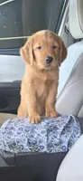Bodie, a male Golden Retriever for sale in Carlsbad, CA – 2 of 6