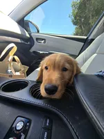 Bodie, a male Golden Retriever for sale in Carlsbad, CA – 3 of 6