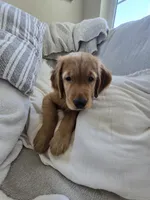 Bodie, a male Golden Retriever for sale in Carlsbad, CA – 6 of 6