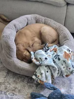 Bodie, a male Golden Retriever for sale in Carlsbad, CA – 5 of 6