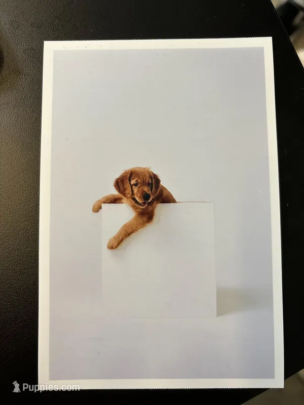 Bodie – Golden Retriever puppy for sale in Carlsbad, CA