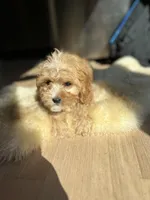 Joule, a female Cavalier King Charles Spaniel and Poodle - Toy  for sale in Barrington, IL – Photo 5 of 6