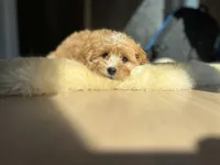 Joule, a female Cavalier King Charles Spaniel and Poodle - Toy  for sale in Barrington, IL – Photo 6 of 6