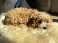 Joule, a female Cavalier King Charles Spaniel and Poodle - Toy  for sale in Barrington, IL – Photo 3 of 6