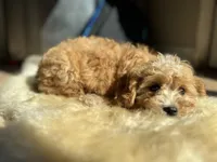 Joule, a female Cavalier King Charles Spaniel and Poodle - Toy  for sale in Barrington, IL – Photo 1 of 6