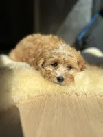 Joule, a female Cavalier King Charles Spaniel and Poodle - Toy  for sale in Barrington, IL – Photo 4 of 6