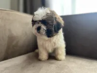 Jelly, a male Bichon Frise and Shih Tzu for sale in Barrington, IL – 2 of 3