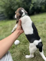 Buddy, a male Beagle for sale in Barrington, IL – 2 of 2