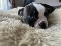Poppy, a female Boston Terrier for sale in Barrington, IL – 3 of 7