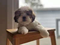 Basil, a female Shichon for sale in Barrington, IL – 2 of 4