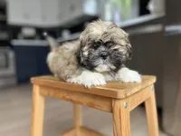 Pepper, a male Shichon for sale in Barrington, IL – 3 of 4