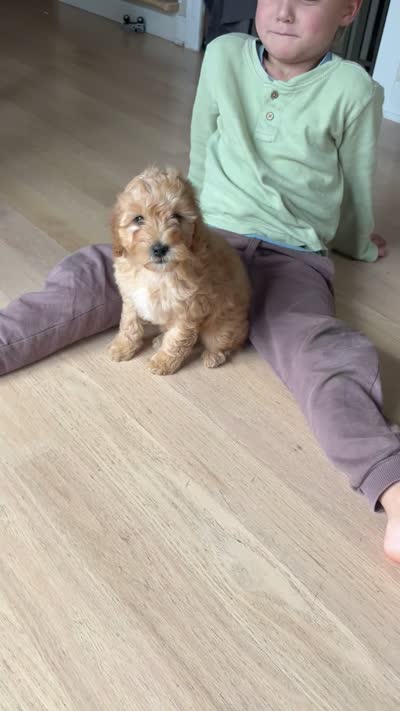 Male Cavapoo , a male Cavapoo for sale in Barrington, IL – 2 of 2