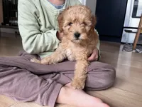 Male Cavapoo , a male Cavapoo for sale in Barrington, IL – 1 of 2