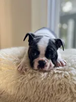 Phoebe, a female Boston Terrier for sale in Barrington, IL – 2 of 5