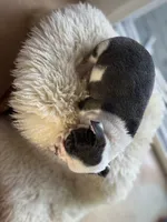 Pearl, a female Boston Terrier for sale in Barrington, IL – 6 of 6