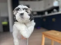 Mint, a female Shichon for sale in Barrington, IL – 2 of 3