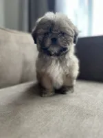 Peanut, a female Bichon Frise and Shih Tzu for sale in Barrington, IL – 2 of 4