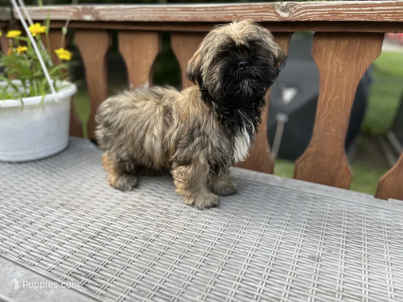 Rosie – Bichon Frise, Shih Tzu puppy for sale in Barrington, IL