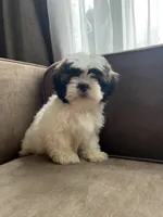 Butter, a male Bichon Frise and Shih Tzu for sale in Barrington, IL – 3 of 4