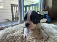 Benny, a male Boston Terrier for sale in Barrington, IL – 5 of 6