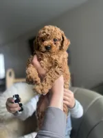Molly, a female Poodle - Miniature  for sale in Barrington, IL – Photo 1 of 3