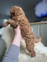 Molly, a female Poodle - Miniature  for sale in Barrington, IL – Photo 3 of 3