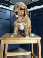 Cavapoo F, a female Cavapoo for sale in Barrington, IL – 1 of 2
