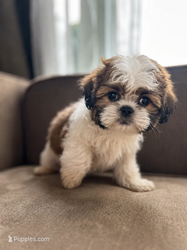 Jelly – Bichon Frise, Shih Tzu puppy for sale in Barrington, IL