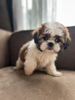 Jelly, a male Bichon Frise and Shih Tzu for sale in Barrington, IL – 1 of 3