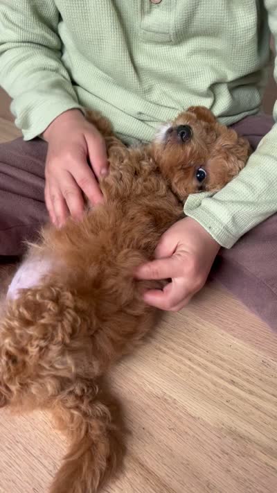 Cavapoo F, a female Cavapoo for sale in Barrington, IL – 2 of 2