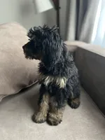 Cady, a female Cavapoo for sale in Barrington, IL – Photo 2 of 3