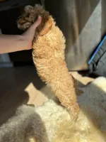 Joule, a female Cavapoo for sale in Barrington, IL – Photo 4 of 4