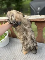 Rosie, a female Bichon Frise and Shih Tzu for sale in Barrington, IL – 2 of 3