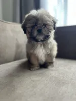 Peanut, a female Bichon Frise and Shih Tzu for sale in Barrington, IL – 3 of 4