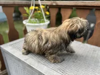 Rosie, a female Bichon Frise and Shih Tzu for sale in Barrington, IL – 3 of 3