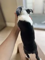 Poppy, a female Boston Terrier for sale in Barrington, IL – 7 of 7