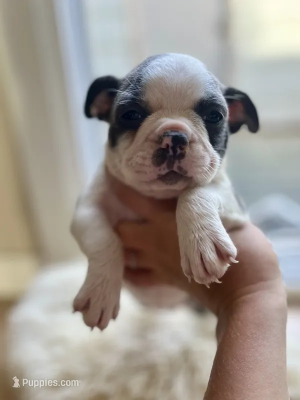 Pearl – Boston Terrier puppy for sale in Barrington, IL