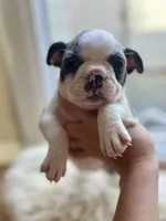 Pearl, a female Boston Terrier for sale in Barrington, IL – 1 of 6