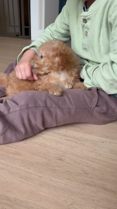 Cavapoo Female 2, a female Cavalier King Charles Spaniel and Poodle - Toy  for sale in Barrington, IL – 3 of 3