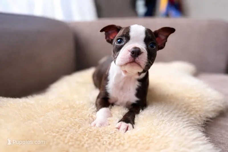 Lilo – Boston Terrier puppy for sale in Barrington, IL