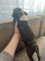 Lilo, a female Boston Terrier for sale in Barrington, IL – Photo 3 of 3