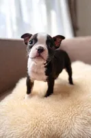 Lilo, a female Boston Terrier for sale in Barrington, IL – Photo 2 of 3