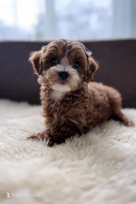 Daisy – Miniature Goldendoodle puppy for sale in Barrington, IL