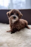 Daisy, a female Miniature Goldendoodle for sale in Barrington, IL – Photo 1 of 5